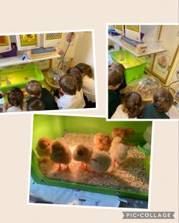 EYFS-chicks